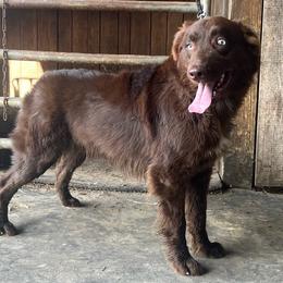 Duke - Red tri-color male Australian Shepherd puppy in Whitwell, Tennessee from Owl Hollow Farm