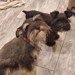 Joyful - Miniature Schnauzer