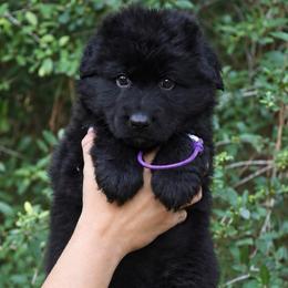 Aztec - Black female German Shepherd puppy in Canton, Texas from WILDWOOD GERMAN SHEPHERDS