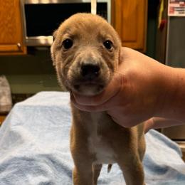 Galaxy - Blue fawn male Greyhound puppy in Florida from Running to Stand Still (RTSS)