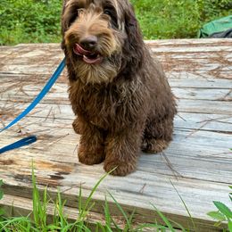 Chloe - Chocolate Australian Labradoodle puppy in Oxford, Mississippi from Stony Brook Australian Labradoodles