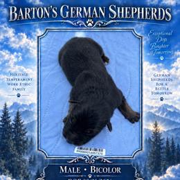 JERRY CAN - Bi-color male German Shepherd puppy in Yuba City, California from Barton’s German Shepherds