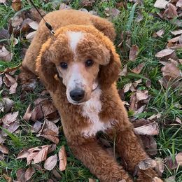 Buzz - Poodle