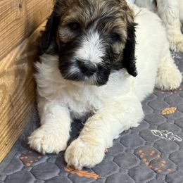 Tammy - Brindle and white female Saint Berdoodle puppy in San Antonio, Texas from Mammoth Doodles