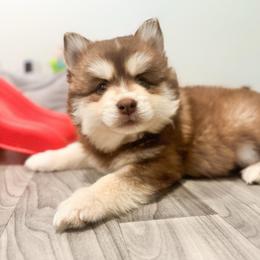 Uni - Red and white male Pomsky puppy in Orange County, California from Pomsky Playpen