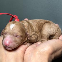 Boy 3 - male Goldendoodle puppy in Palmetto Bay, Florida from SOMIDOODLES