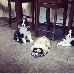 Australian Shepherd Puppies from Webb Farm Aussies