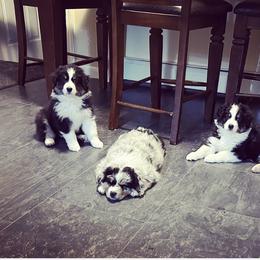 Australian Shepherd Puppies from Webb Farm Aussies