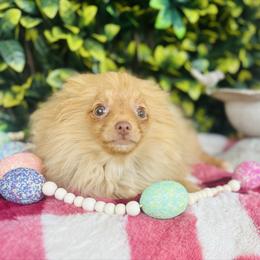 Hamilton - Orange male Pomeranian puppy in Buck Valley, Pennsylvania from Buck Valley Pomeranians