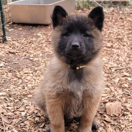 Whisper - Mahogany and black female Belgian Tervuren puppy in New Braunfels, Texas from Willow's Puppies