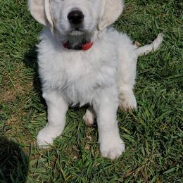 Golden Retriever Puppies from Lightning Oak Acres