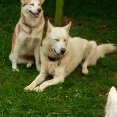 Siberian Husky All Grown Up from Shawn Oberhouse's Huskies