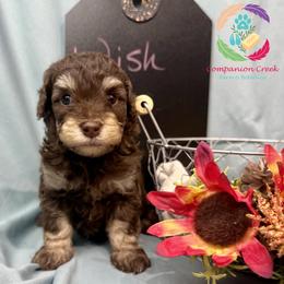 Wish Bear - Phantom female Poodle puppy in Bowman, Georgia from Companion Creek Farm