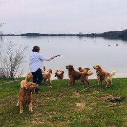Golden Retriever All Grown Up from Firefly Cottage Golden Retrievers