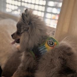 Dachshund and Pomeranian Puppies from Hilda’s Teenie Weenies