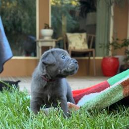 Nyx - Gray female Cane Corso puppy in Utah from 3Lake Kennelz