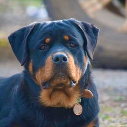 Miniature Schnauzer and Rottweiler All Grown Up from Rough Creek Kennels
