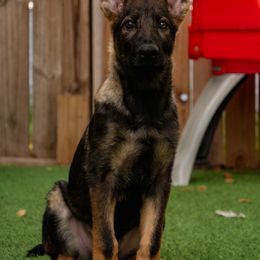 Boy 1 - German Shepherd puppy in Tamiami, Florida from Vom MontHaus