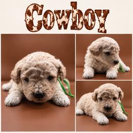 Cowboy - Cream male Poodle puppy in Live Oak, Florida from Grams Poodle Babies