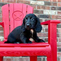 Bento - Black male Dachshund puppy in Westport, Kentucky from Lonestar Creek Farm