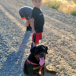 Rottweiler Puppies from Mickey's Rottweilers