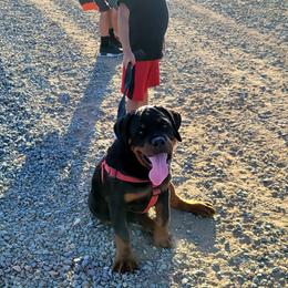 Rottweiler Puppies from Mickey's Rottweilers