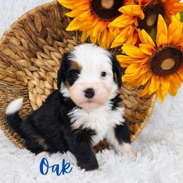 Oak - Tri-color male Bernedoodle puppy in Saratoga Springs, Utah from O’Hearon’s Amazing Puppies