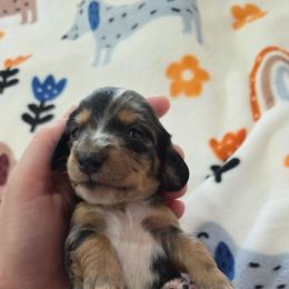 Dapple boy - Dapple male Dachshund puppy in West Plains, Missouri from Spring Creek Dachshunds