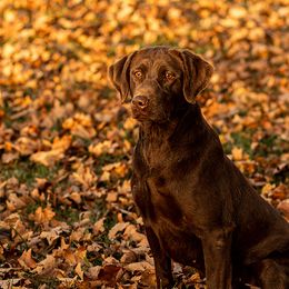 Kelly - Labrador Retriever