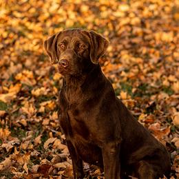 Kelly - Labrador Retriever