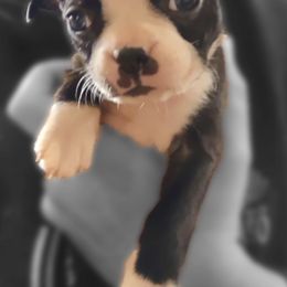 Boston Terriers and Companion Crosses from Bean Creek Bostons