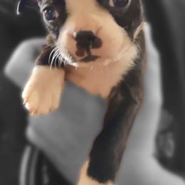 Boston Terriers and Companion Crosses from Bean Creek Bostons