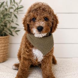 Asher - Red male Cavapoo puppy in Ephrata, Washington from Mustard Seed Doodle Co.