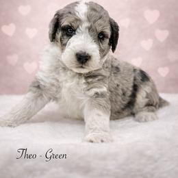 Theo - Merle male Sheepadoodle puppy in Thornville, Ohio from Four Front Doodles & Friends