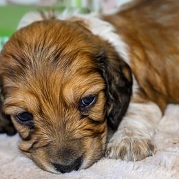 Dachshunds from Megan ROUECHE