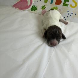 Choc tan piebald girl - Chocolate and tan female Dachshund puppy in Georgetown, Arkansas from Wyatt's Dachshunds