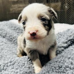 Cash - Blue merle male Toy Australian Shepherd puppy in Garvin, Oklahoma from Hochatown Awesome Aussies