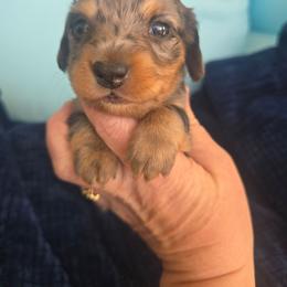 Cosmo - Dapple male Dachshund puppy in Riverdale, Utah from Holly Jolly Dachshunds