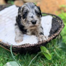 Sky - Merle female Goldendoodle puppy in Pollock Pines, California from Penny Lane’s Doodles