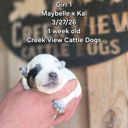 Girl 1 - Blue female Australian Cattle Dog puppy in Monroe, North Carolina from Creek View Cattle Dogs