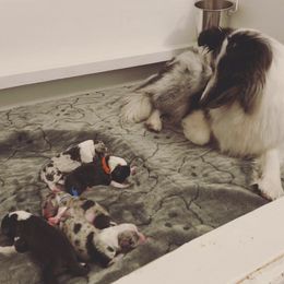 Shetland Sheepdog Puppies from Clermont