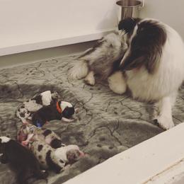 Shetland Sheepdog Puppies from Clermont