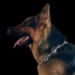 Duke - German Shepherd