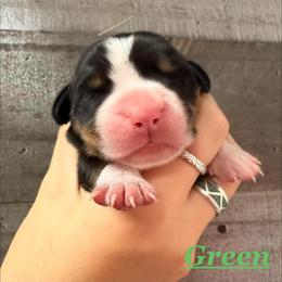 Green boy - Black, white and red male Greater Swiss Mountain Dog puppy in Hockessin, Delaware from Simply Swissies