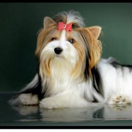 Isabel - Biewer Terrier