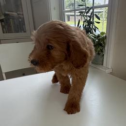 Riley - Red  female Goldendoodle puppy in Headland, Alabama from Amber Moon Goldendoodles