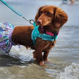Rosie - Dachshund