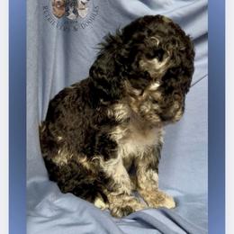 Male 1 - Merle male Goldendoodle puppy in Sterling, Connecticut from Justine’s Retrievers and Doodles