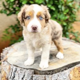 Girl 5 - Red merle Miniature Australian Shepherd puppy in Shingletown, California from Whiskeytown Aussies