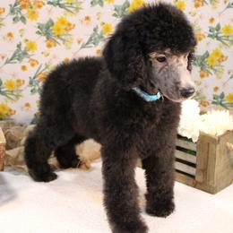 Pumpernickel - Silver male Poodle puppy in Peyton, Co, Usa, Colorado from Peyton Poodles